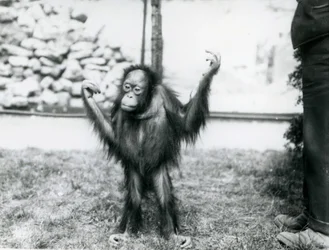 1915年6月、ロンドン動物園での若いオランウータン
